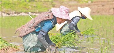 云南元陽縣新街鎮(zhèn)箐口村村民春耕時在插秧。葉傳增 陳 萍攝影報道