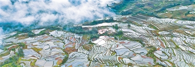 元陽哈尼梯田。張 艷攝